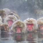 Japanese Snow Monkeys bathing in hot springs during cold winter weather in Nagano, Japan